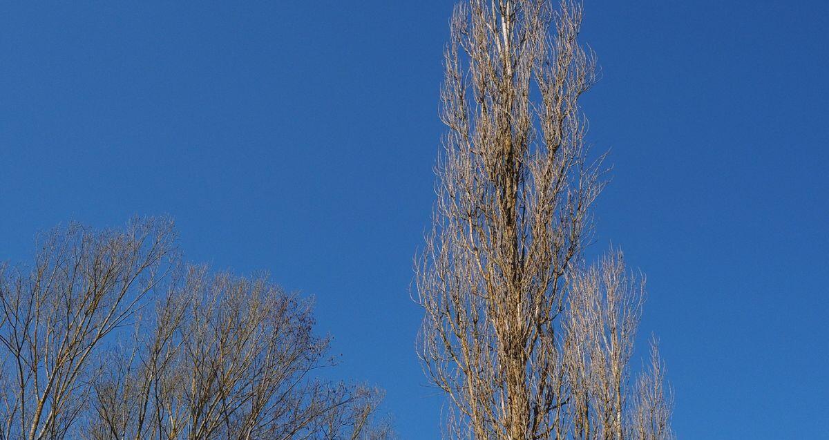 Unsere Baumgutachter führen Baumgutachten in Berlin durch.