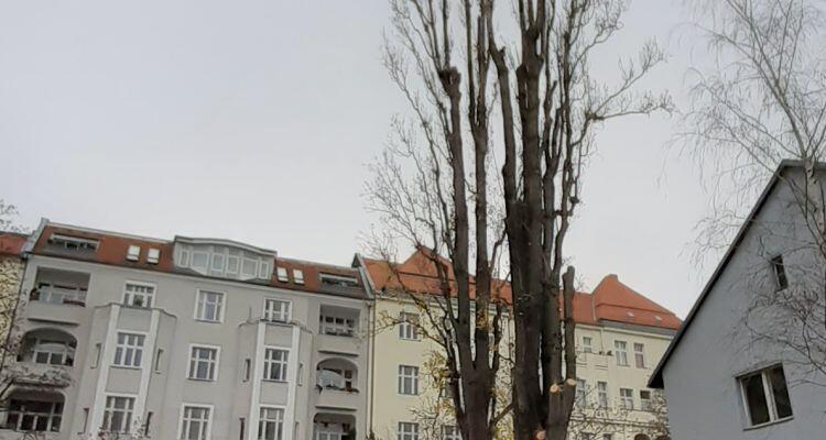 Kahle Pyramidenpappel in einem Wohngebiet von Berlin.