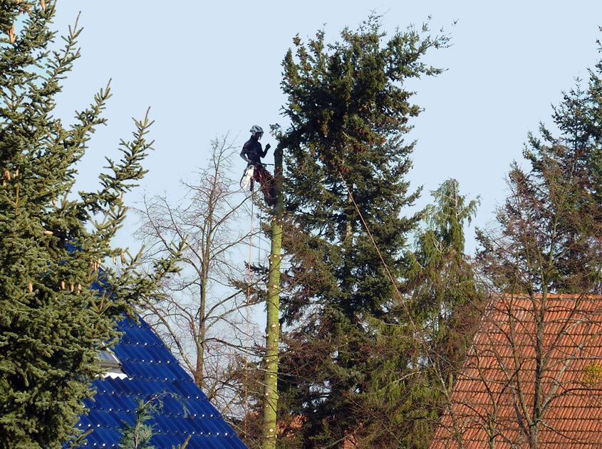 Ein Baumkletterer führt eine Baumfällung mittels Seilklettertechnik durch