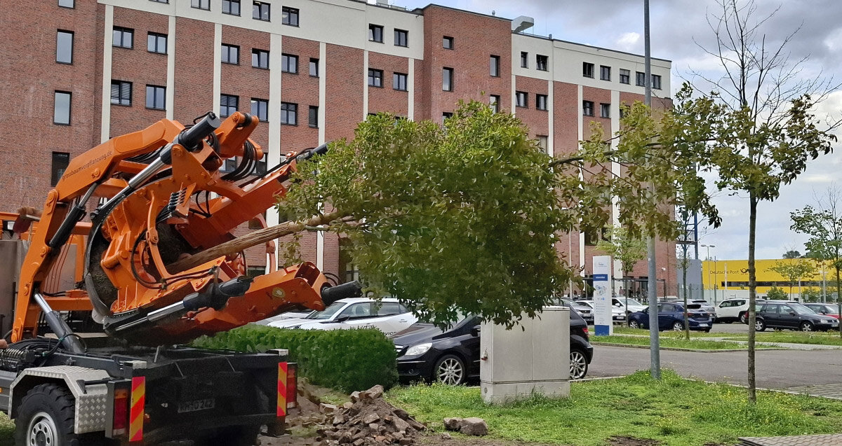 Großbaumverpflanzung: Ein neuer Standort für alte Bäume Eine Rundspatenmaschine bei der Großbaumverpflanzung von einer Hainbuche